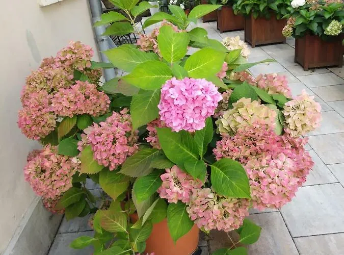 Wilhelm Daire